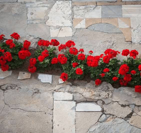 Baha'i Gardens